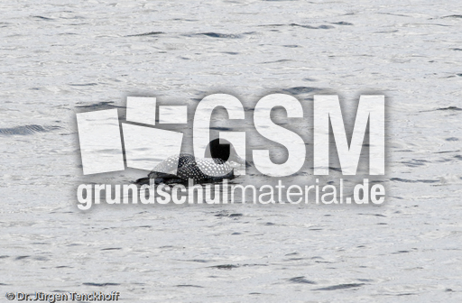 Eistaucher (1 von 26).jpg